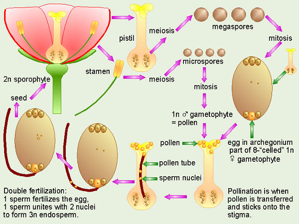 dispersal of angiosperms