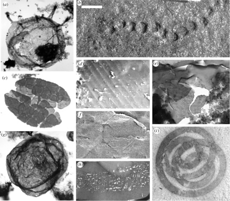 Mesoproterozoic dinosaurs