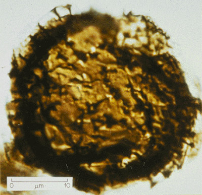 Neoproterozoic dinosaurs